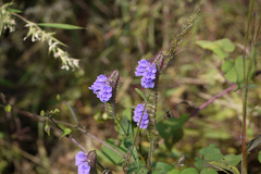 Rungia elegans